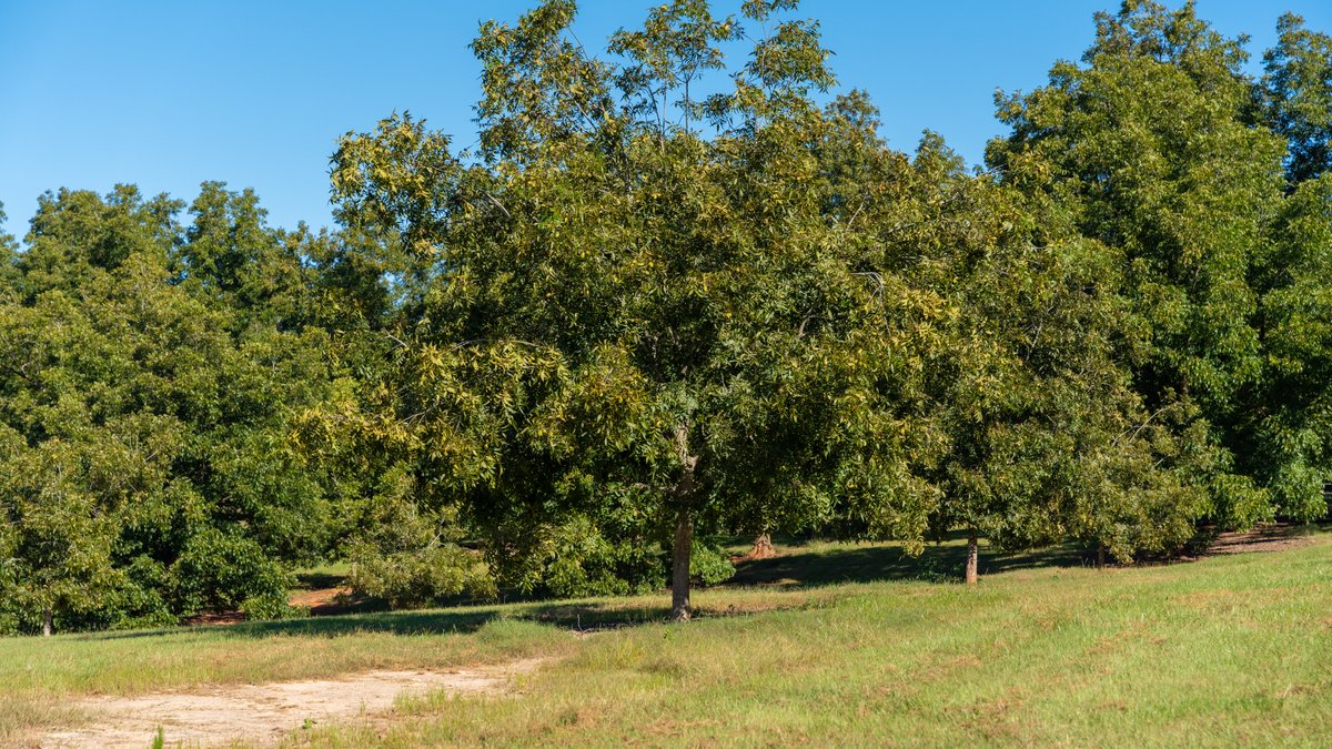 Image for 170+/- Acres - Musgrove Estate - Turn-Key Pecan Operation - Sportsman's Paradise