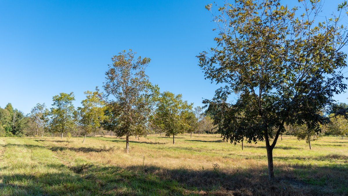 Image for 170+/- Acres - Musgrove Estate - Turn-Key Pecan Operation - Sportsman's Paradise