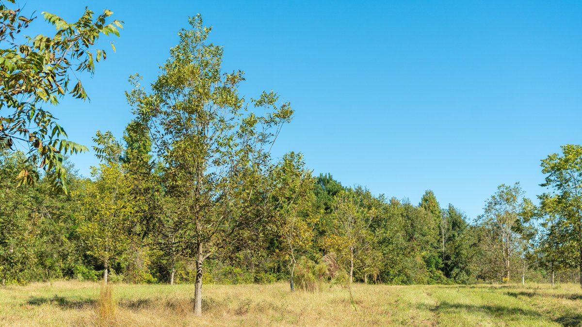 Image for 170+/- Acres - Musgrove Estate - Turn-Key Pecan Operation - Sportsman's Paradise
