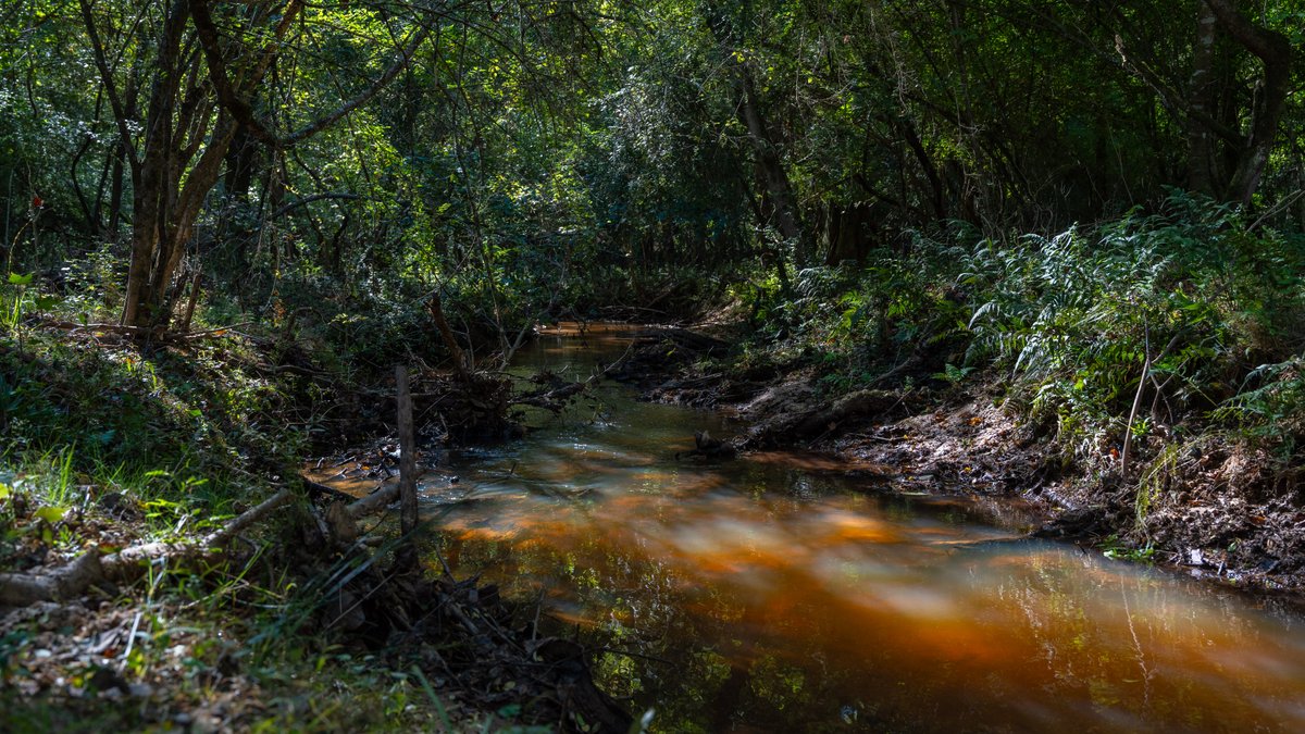 Image for 170+/- Acres - Musgrove Estate - Turn-Key Pecan Operation - Sportsman's Paradise