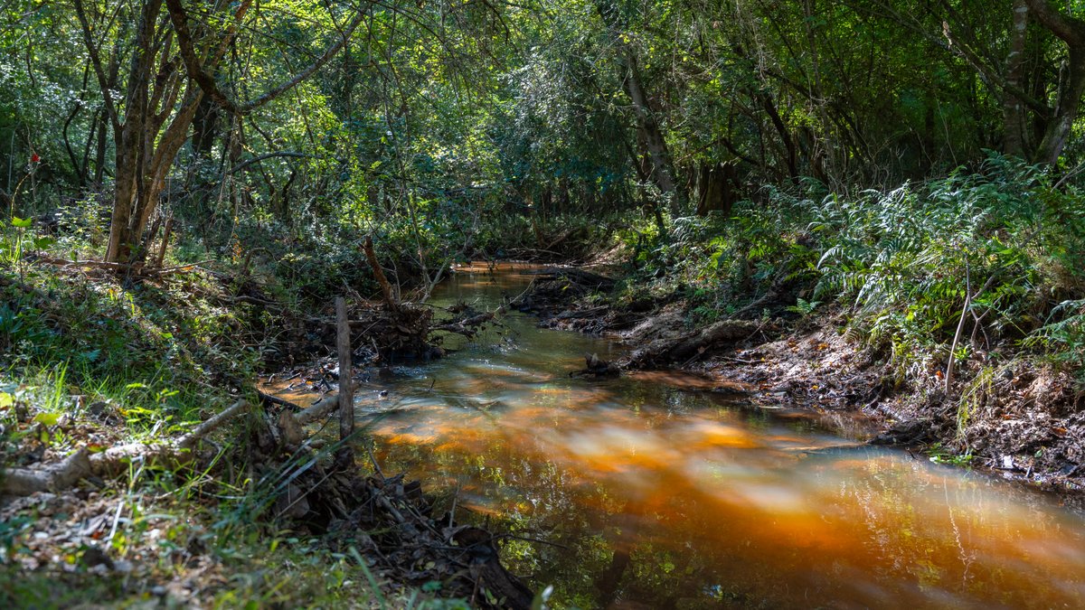 Image for 170+/- Acres - Musgrove Estate - Turn-Key Pecan Operation - Sportsman's Paradise