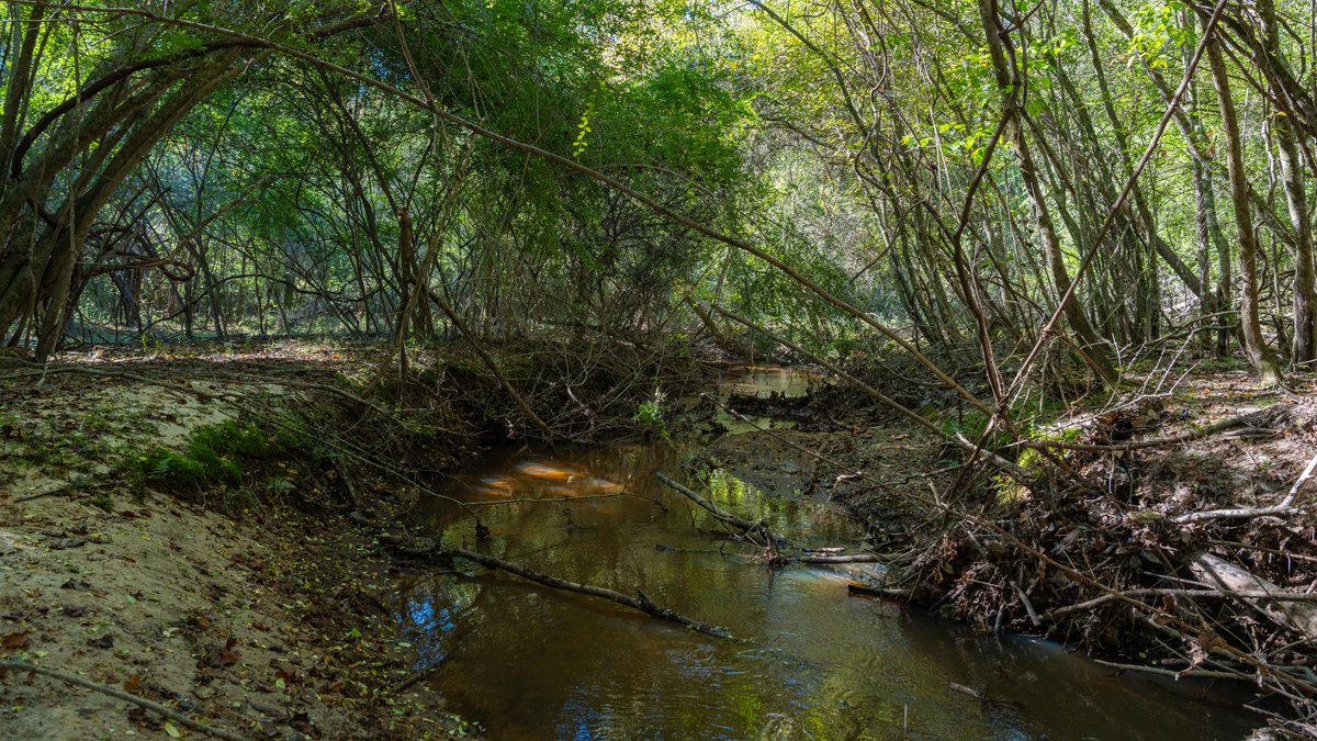 Image for 170+/- Acres - Musgrove Estate - Turn-Key Pecan Operation - Sportsman's Paradise