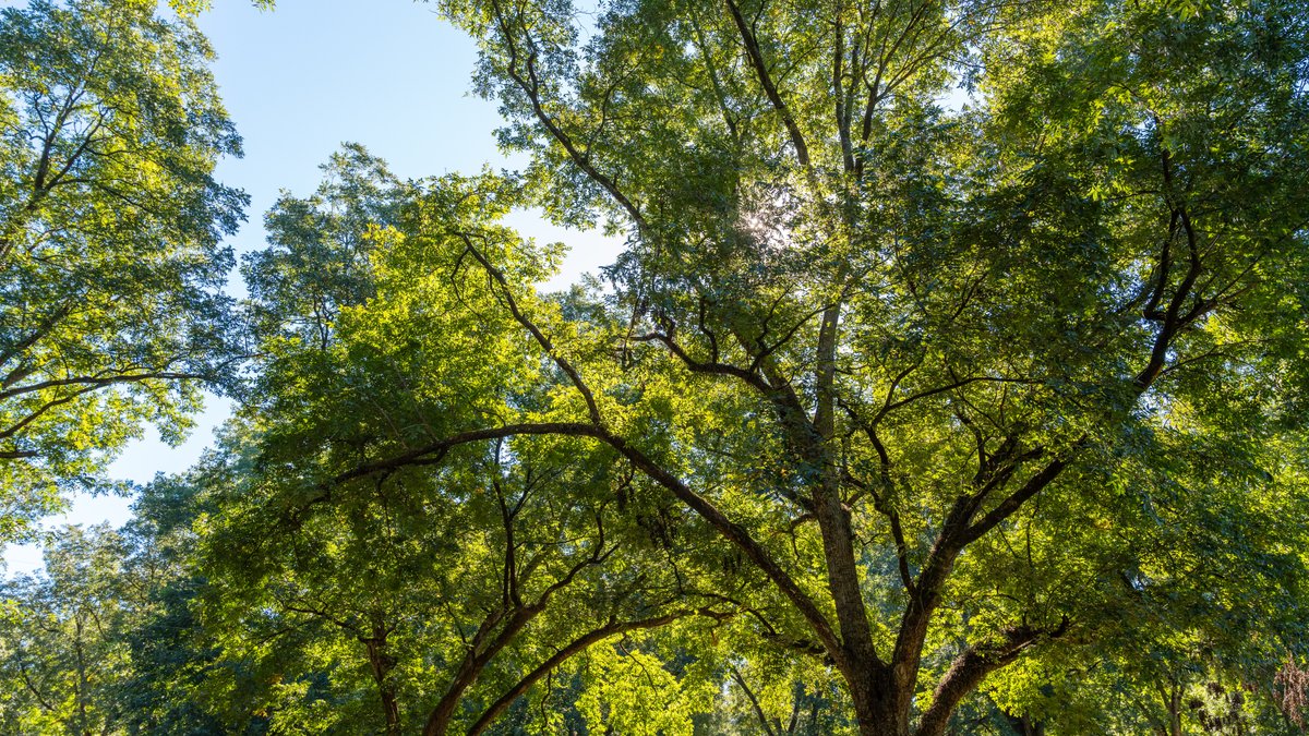Image for 170+/- Acres - Musgrove Estate - Turn-Key Pecan Operation - Sportsman's Paradise