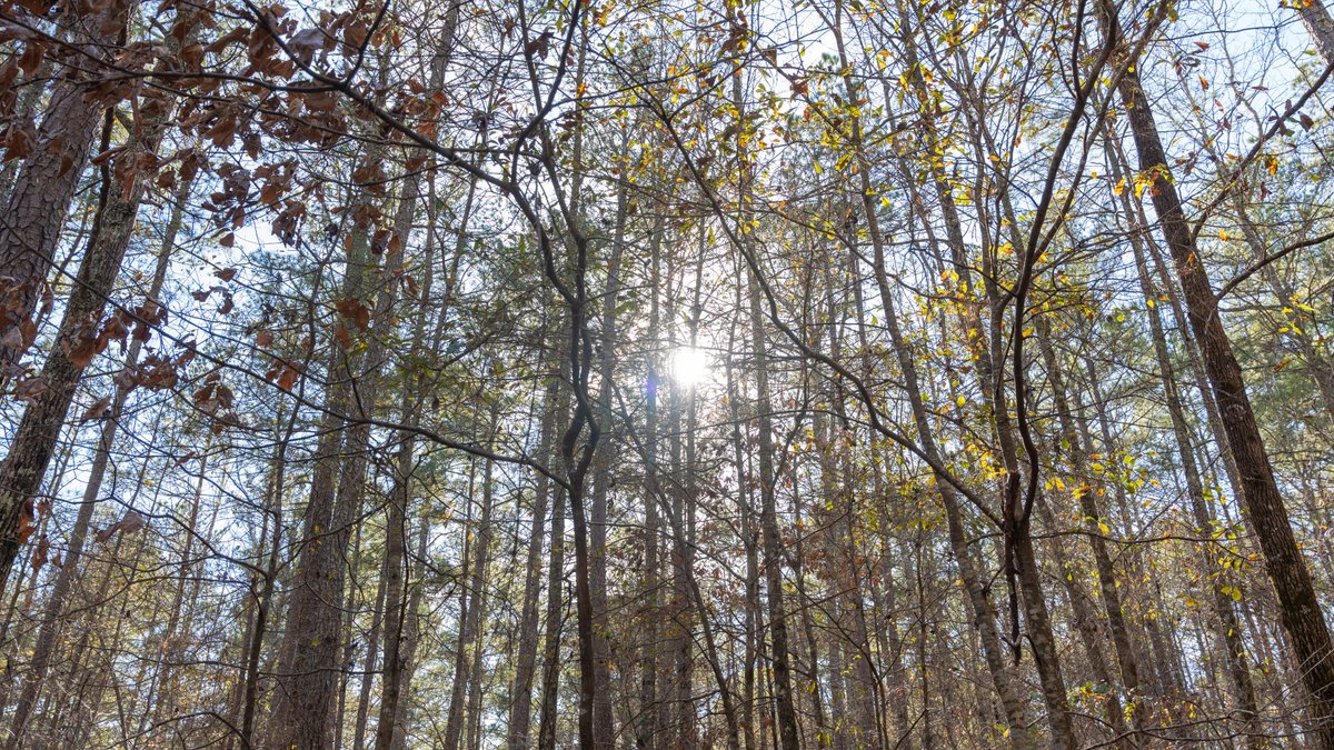Image for 38.2 +/- Acres - Higgins Curve - Prime Building Lots w/ Recreational Acreage - Offered Divided & As A Whole