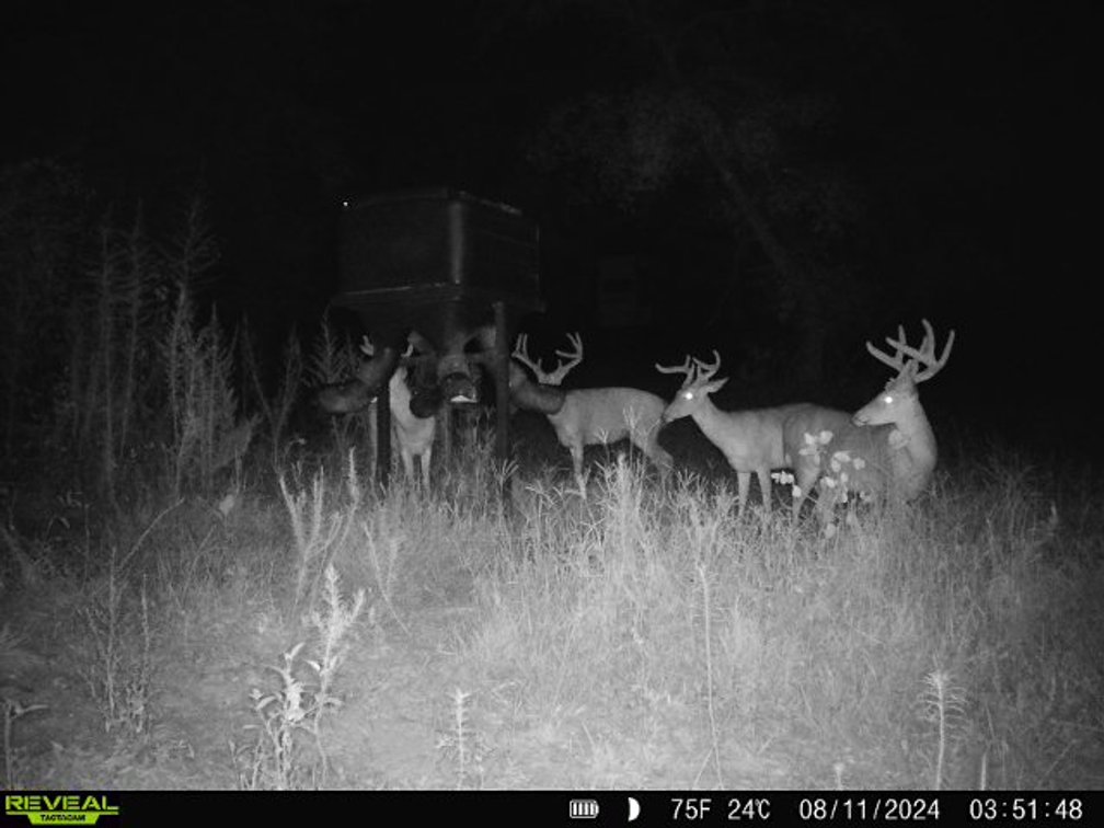 Image for M7 Muckalee Creek Farms - 235.57 +/- Total Acres  - Turn-Key Sportsman’s Retreat