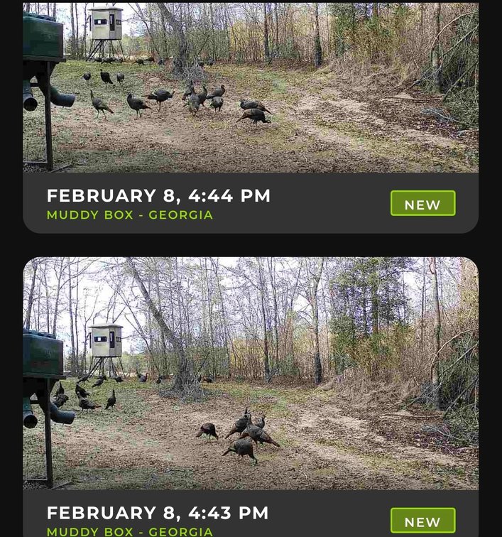 Image for M7 Muckalee Creek Farms - 235.57 +/- Total Acres  - Turn-Key Sportsman’s Retreat