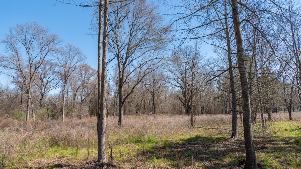 Image for 48.40+/- Acres - Oakland Plantation Commercial Acreage