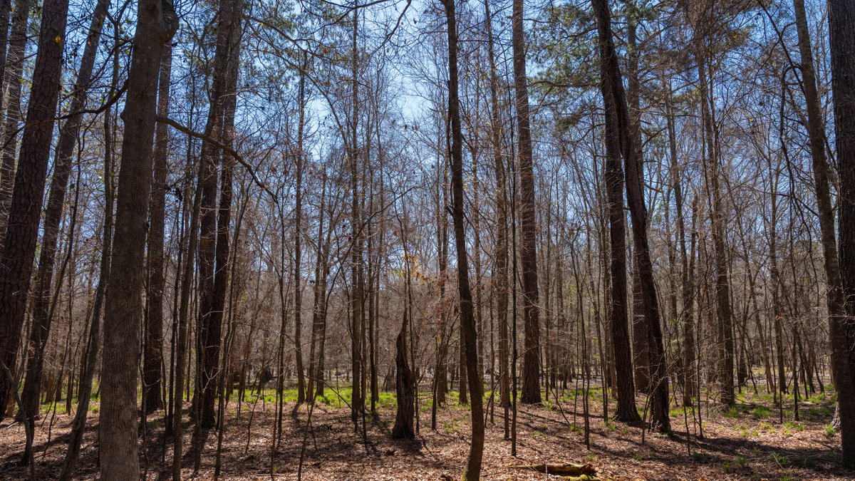 Image for 48.40+/- Acres - Oakland Plantation Commercial Acreage