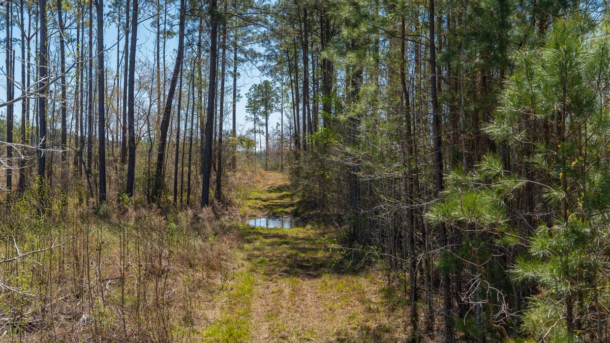 Image for The Sugar Creek Tract - Premier Hunting & Investment Opportunity - 252+/- Acres in Dodge County, Georgia