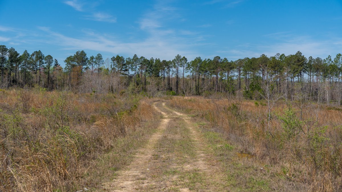 Image for The Sugar Creek Tract - Premier Hunting & Investment Opportunity - 252+/- Acres in Dodge County, Georgia