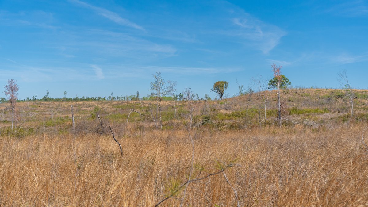Image for The Sugar Creek Tract - Premier Hunting & Investment Opportunity - 252+/- Acres in Dodge County, Georgia
