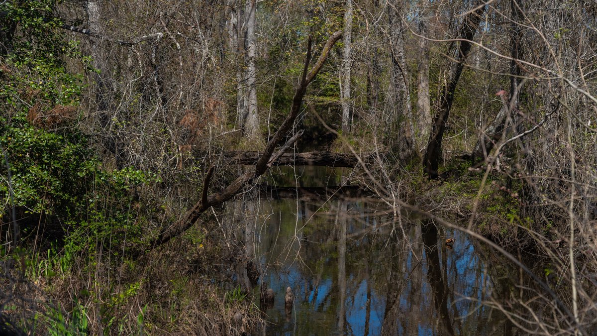 Image for The Sugar Creek Tract - Premier Hunting & Investment Opportunity - 252+/- Acres in Dodge County, Georgia