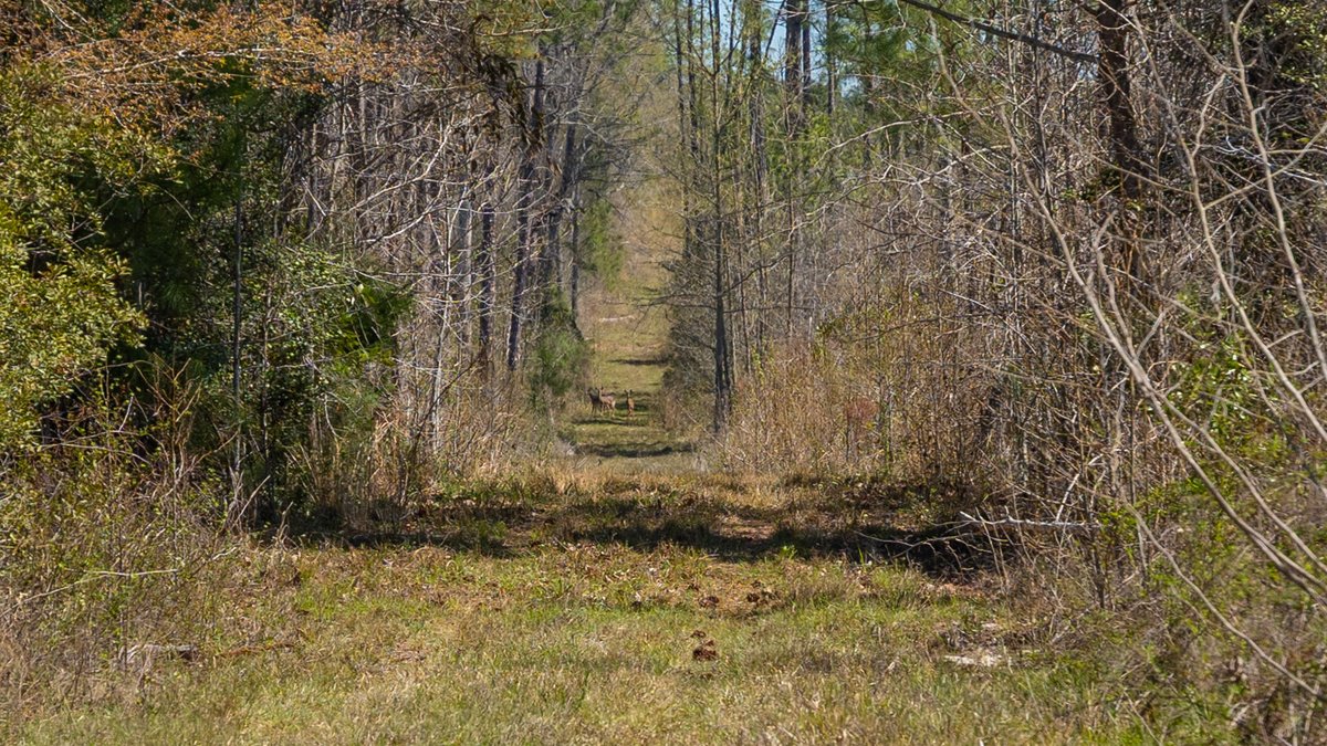 Image for The Sugar Creek Tract - Premier Hunting & Investment Opportunity - 252+/- Acres in Dodge County, Georgia