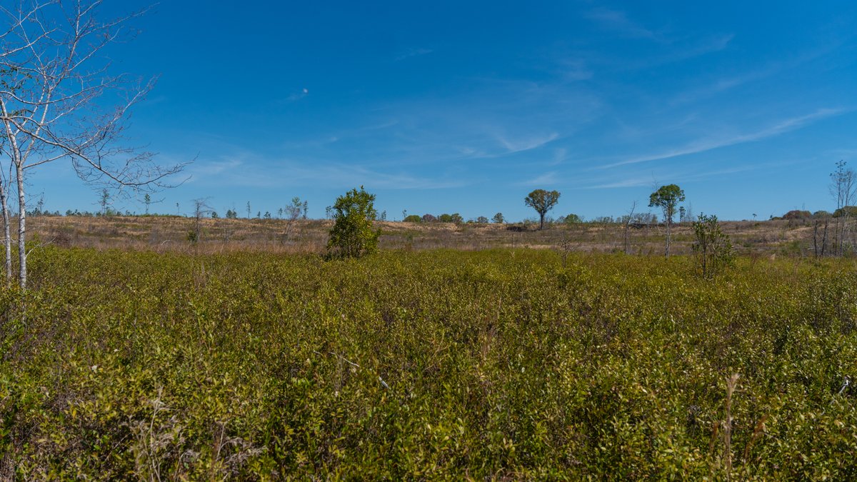 Image for The Sugar Creek Tract - Premier Hunting & Investment Opportunity - 252+/- Acres in Dodge County, Georgia