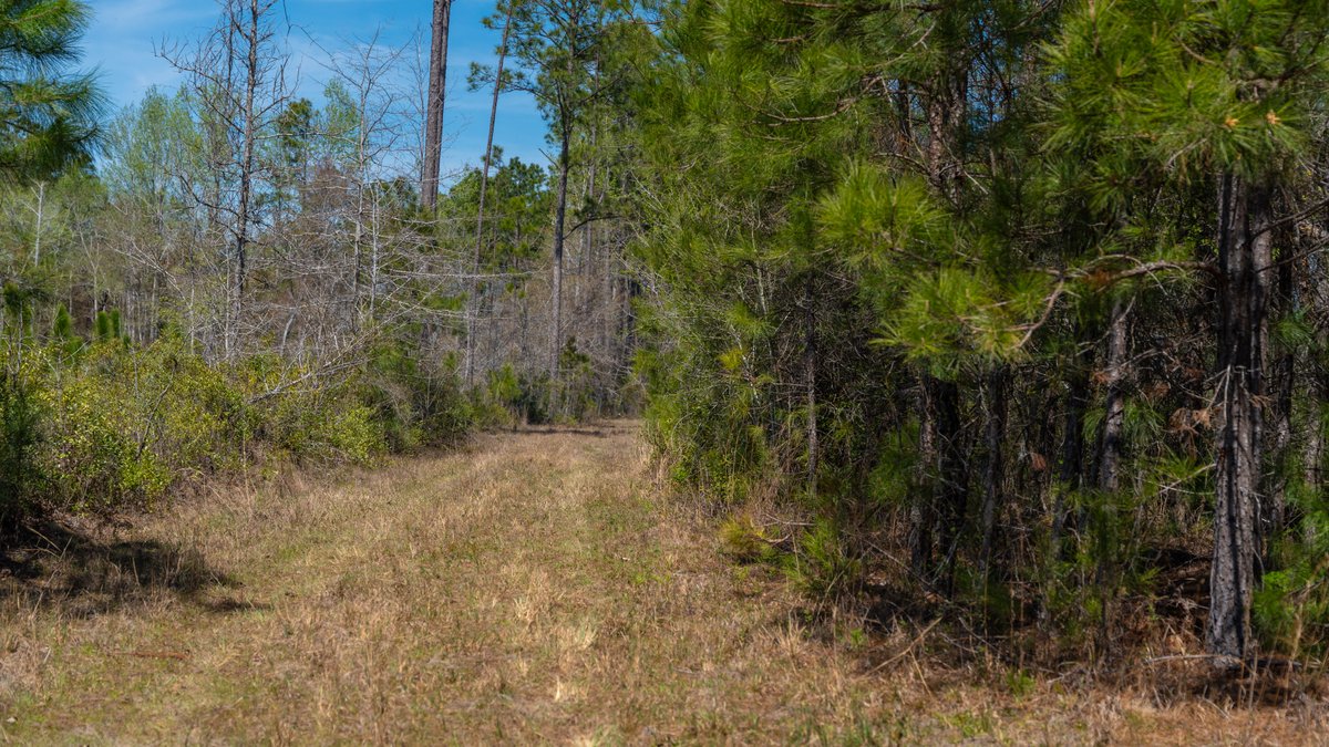Image for The Sugar Creek Tract - Premier Hunting & Investment Opportunity - 252+/- Acres in Dodge County, Georgia