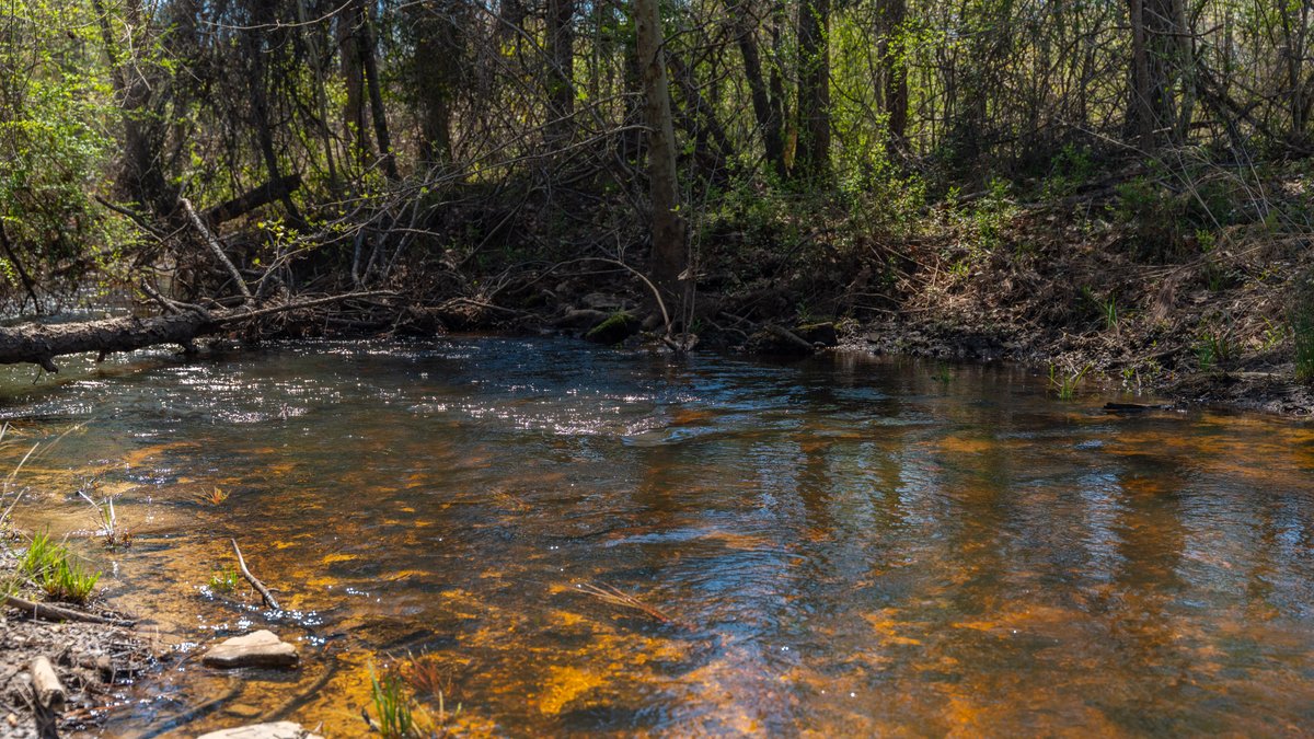 Image for The Sugar Creek Tract - Premier Hunting & Investment Opportunity - 252+/- Acres in Dodge County, Georgia