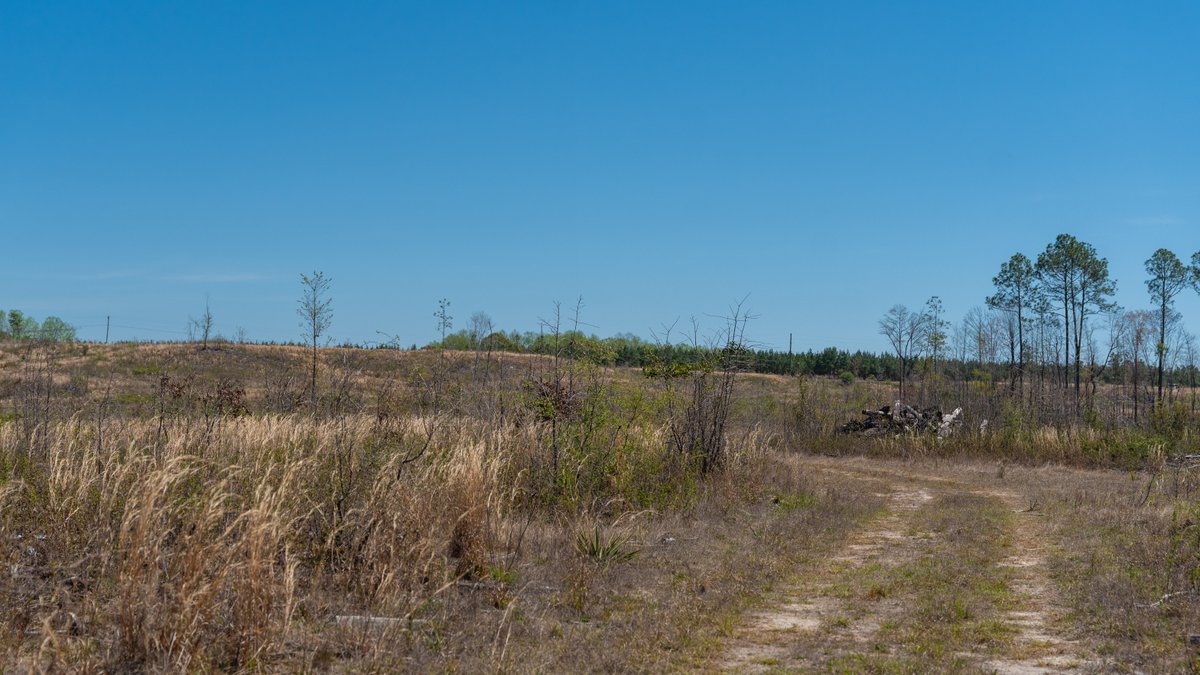 Image for The Sugar Creek Tract - Premier Hunting & Investment Opportunity - 252+/- Acres in Dodge County, Georgia