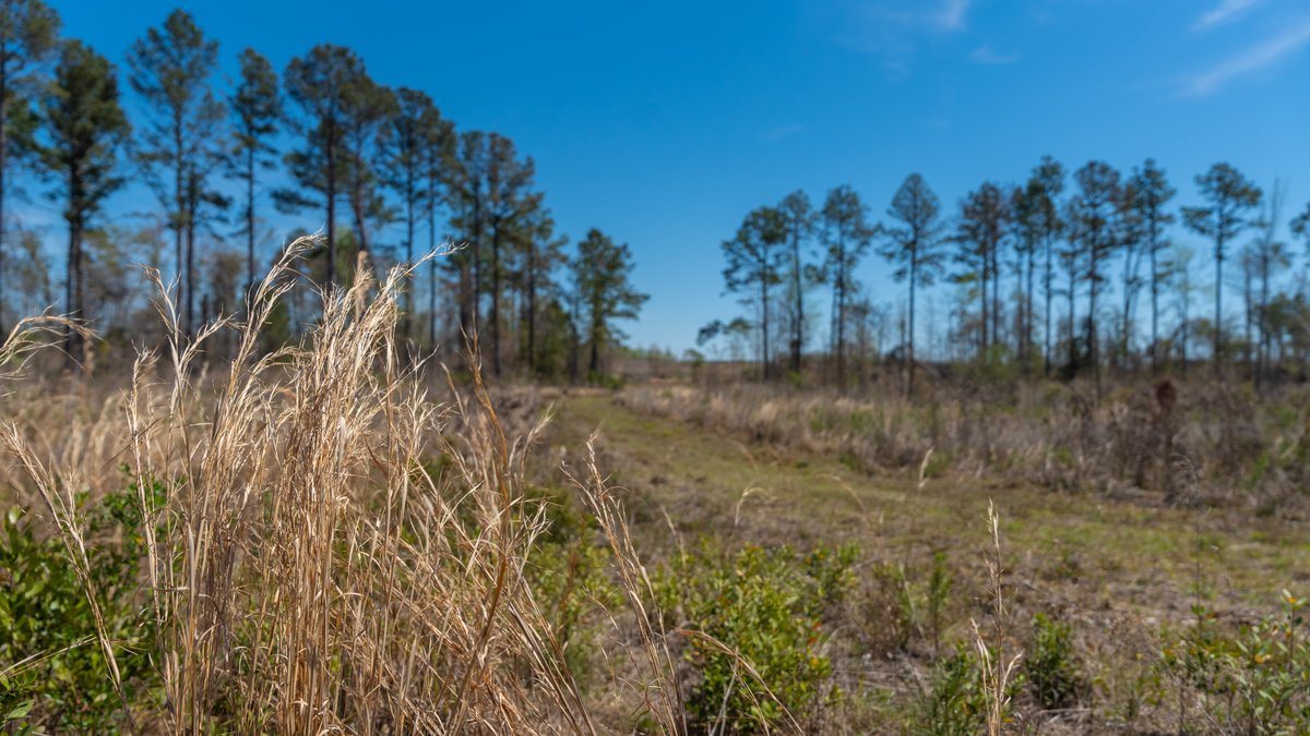 Image for The Sugar Creek Tract - Premier Hunting & Investment Opportunity - 252+/- Acres in Dodge County, Georgia