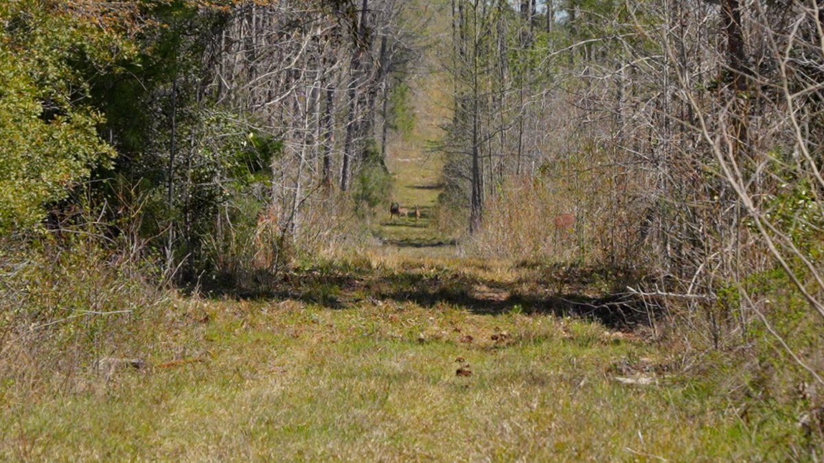Image for The Sugar Creek Tract - Premier Hunting & Investment Opportunity - 252+/- Acres in Dodge County, Georgia