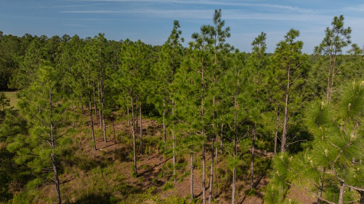 Image for 195+/- Total Acres - Premium Recreational Tract - Trophy Whitetails, Stocked Ponds & Plantation Pines