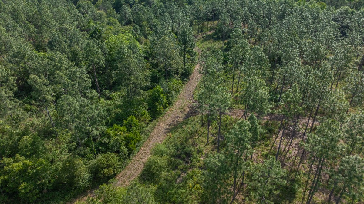 Image for 195+/- Total Acres - Premium Recreational Tract - Trophy Whitetails, Stocked Ponds & Plantation Pines