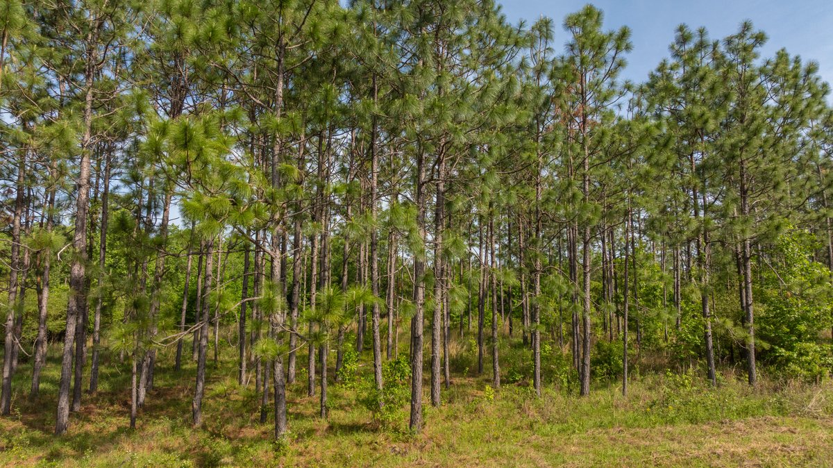 Image for 195+/- Total Acres - Premium Recreational Tract - Trophy Whitetails, Stocked Ponds & Plantation Pines