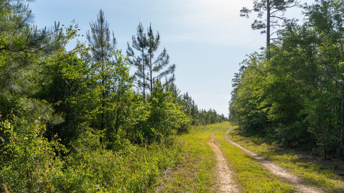 Image for 195+/- Total Acres - Premium Recreational Tract - Trophy Whitetails, Stocked Ponds & Plantation Pines