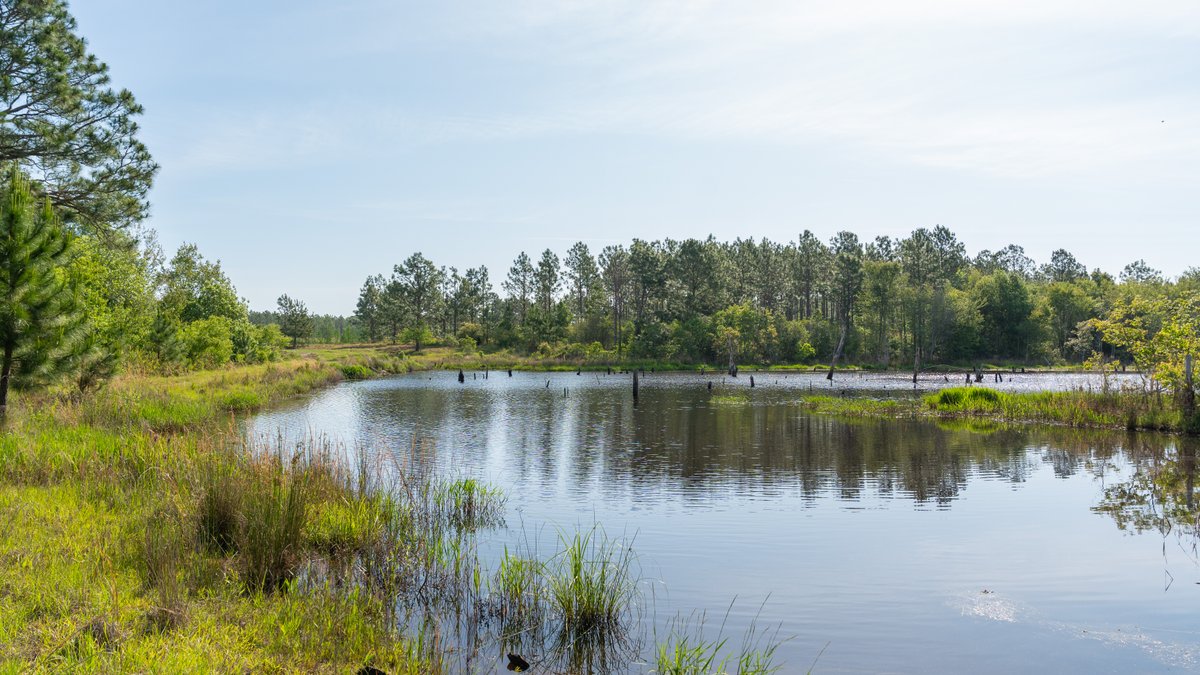 Image for 195+/- Total Acres - Premium Recreational Tract - Trophy Whitetails, Stocked Ponds & Plantation Pines