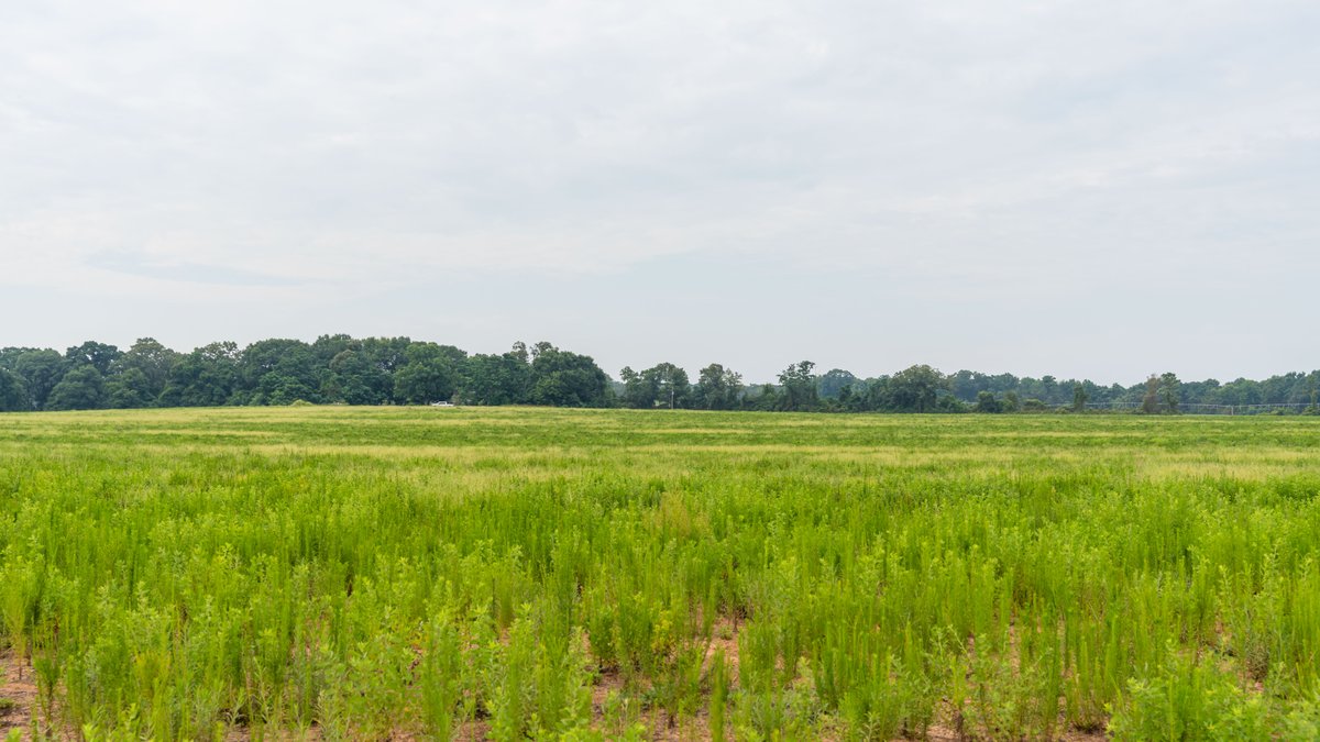 Image for The Summerford Place - 240+/- Total Acres - Irrigated Row Crop Farm - Beautiful Pond w/ Premium Hunting