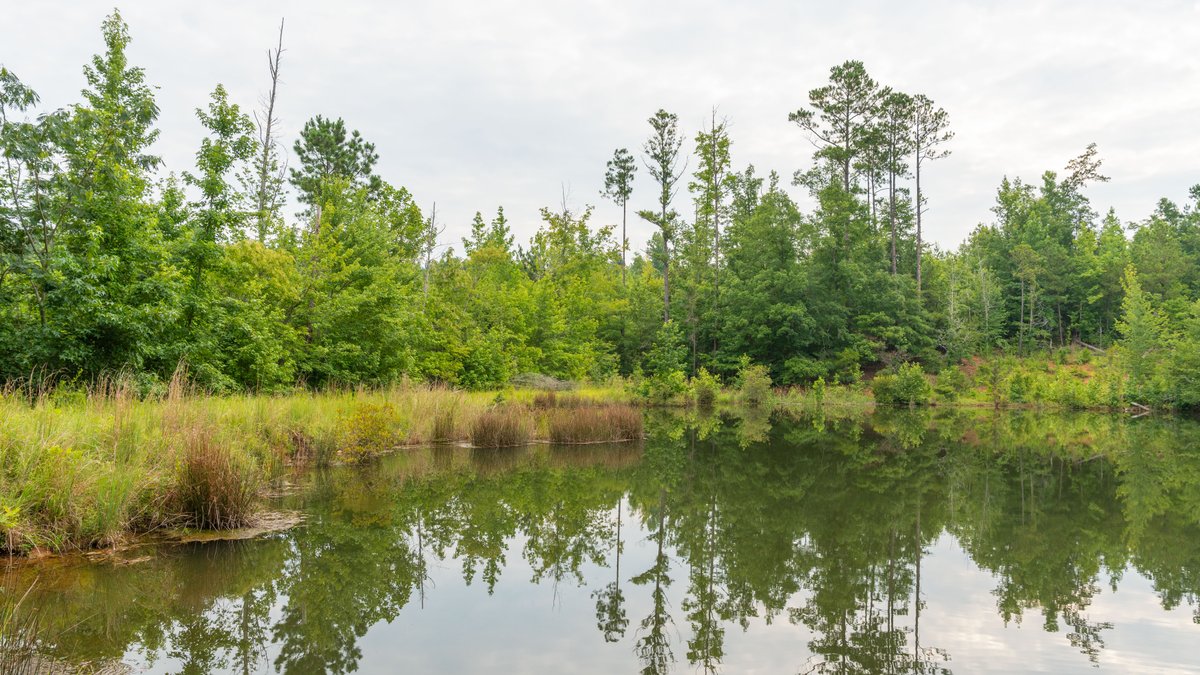 Image for The Summerford Place - 240+/- Total Acres - Irrigated Row Crop Farm - Beautiful Pond w/ Premium Hunting