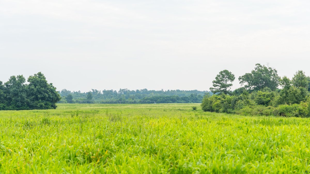Image for The Summerford Place - 240+/- Total Acres - Irrigated Row Crop Farm - Beautiful Pond w/ Premium Hunting