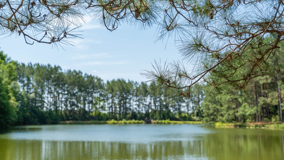 Image for 176+/- Acres - 6,546+/- SF Custom Lodge w/ Stocked Ponds & Food Plots - Mature Timber & Rocky Creek Frontage