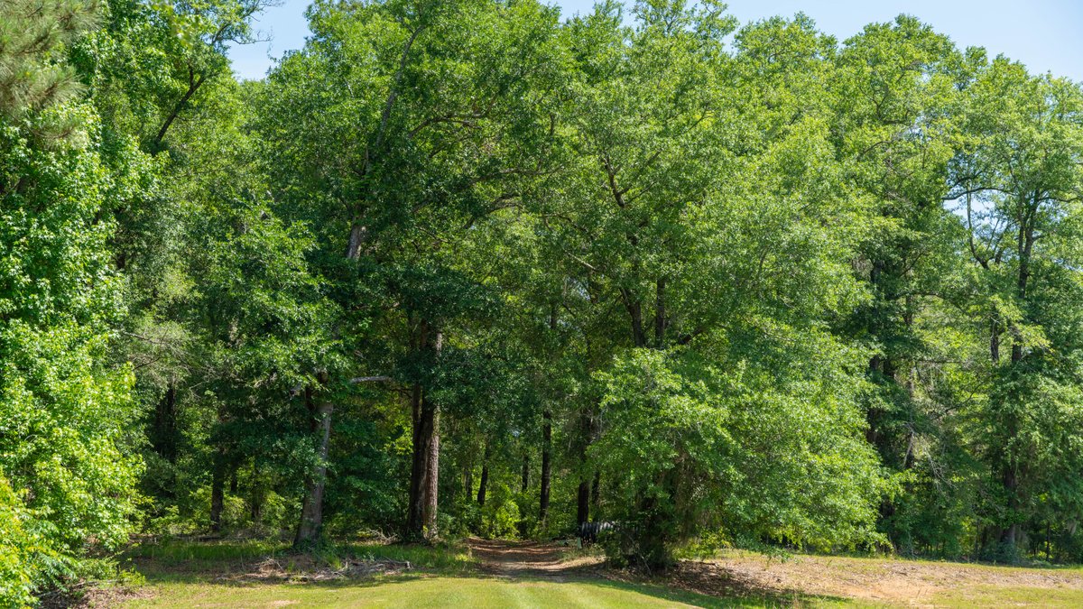 Image for 176+/- Acres - 6,546+/- SF Custom Lodge w/ Stocked Ponds & Food Plots - Mature Timber & Rocky Creek Frontage