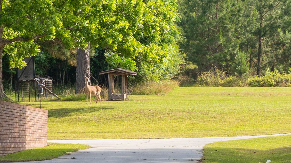 Image for 176+/- Acres - 6,546+/- SF Custom Lodge w/ Stocked Ponds & Food Plots - Mature Timber & Rocky Creek Frontage