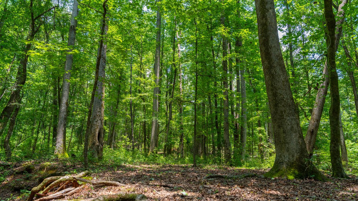Image for 300.93+/- Acres - Rock Quarry Ridge - Sportsman’s Paradise w/ Beautiful Lakes & Homesite Potential - Offered Divided & As a Whole