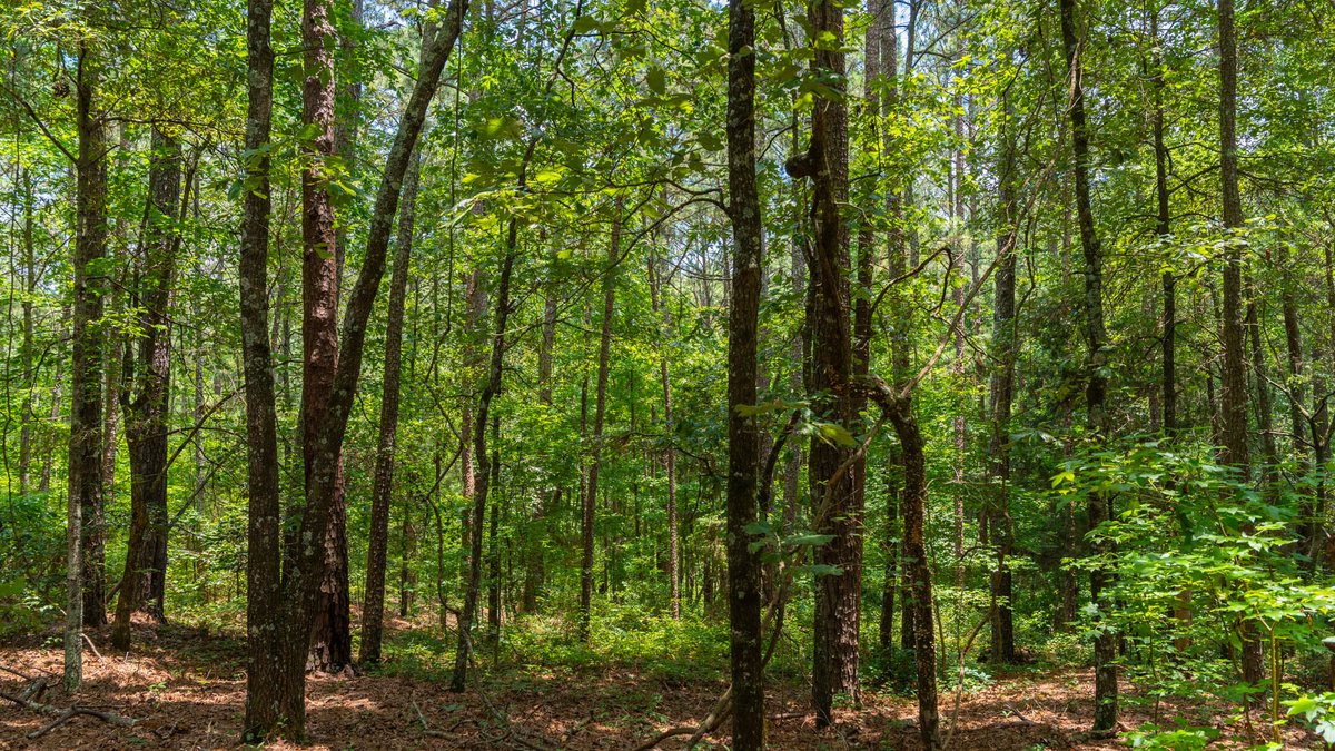 Image for 300.93+/- Acres - Rock Quarry Ridge - Sportsman’s Paradise w/ Beautiful Lakes & Homesite Potential - Offered Divided & As a Whole