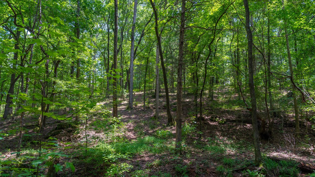 Image for 300.93+/- Acres - Rock Quarry Ridge - Sportsman’s Paradise w/ Beautiful Lakes & Homesite Potential - Offered Divided & As a Whole