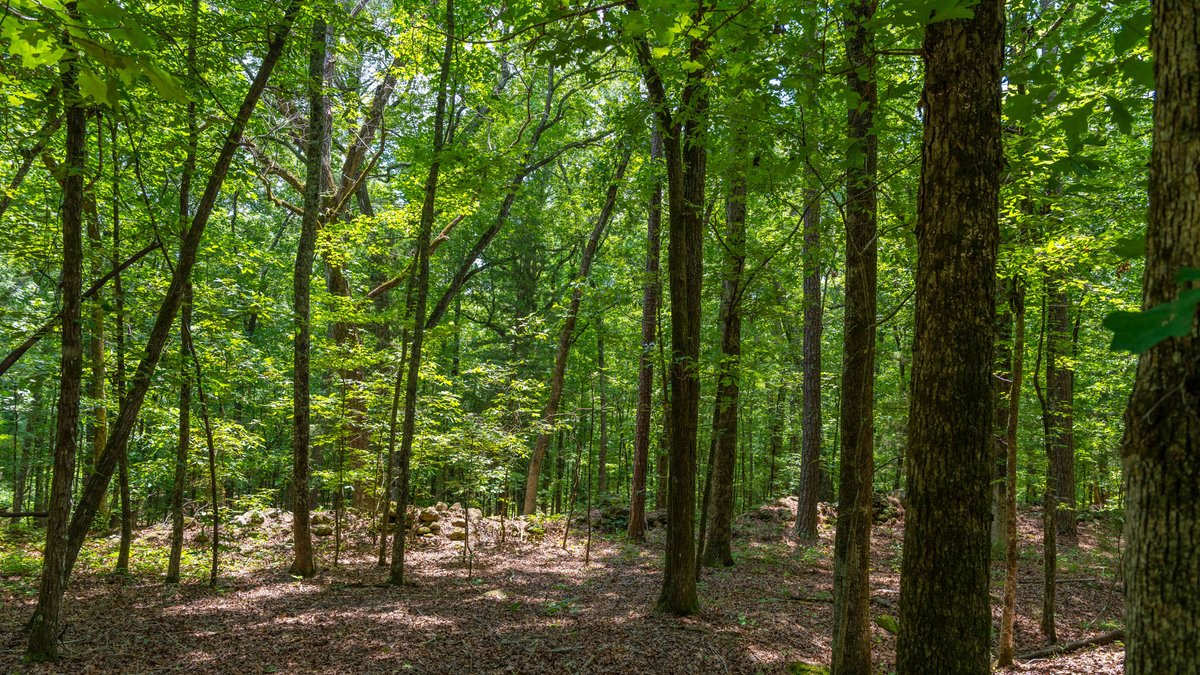 Image for 300.93+/- Acres - Rock Quarry Ridge - Sportsman’s Paradise w/ Beautiful Lakes & Homesite Potential - Offered Divided & As a Whole