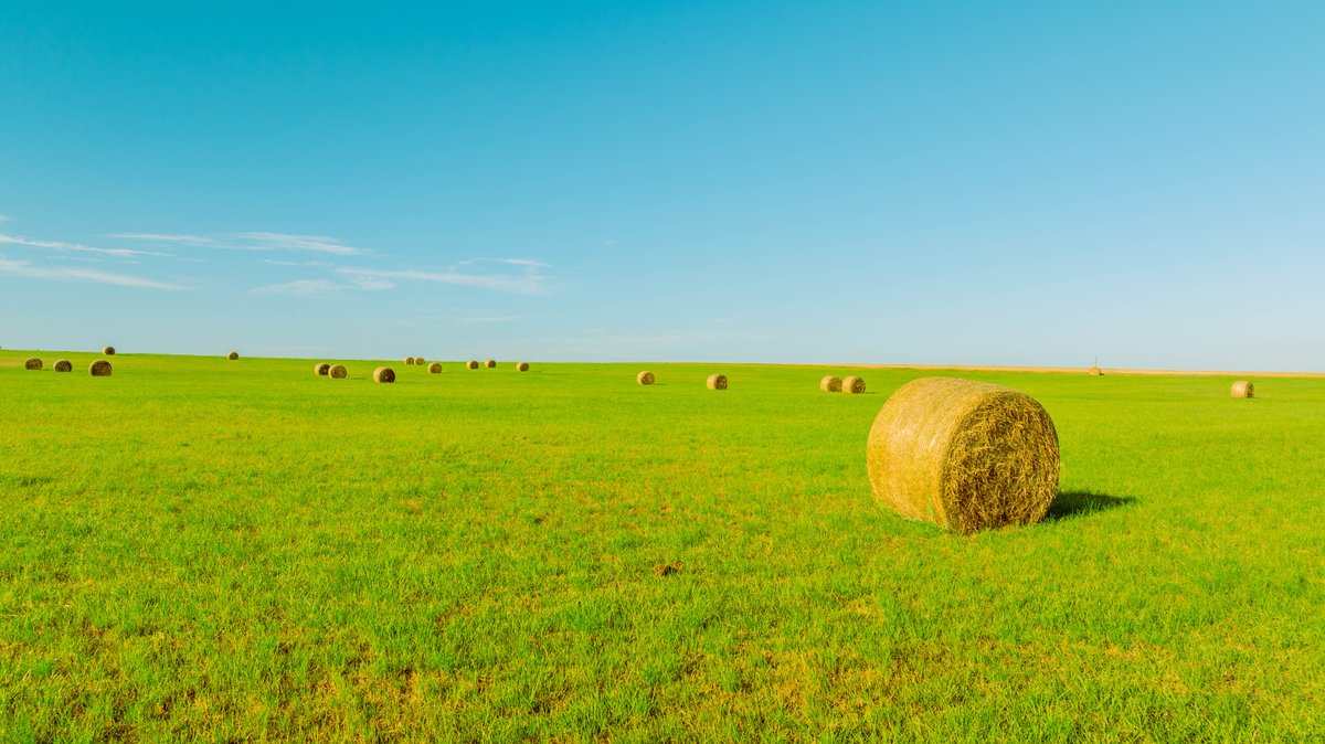 Image for 224+/- Total Acres – The Bowen Farm - Productive Farmland w/ Brick Home, Coastal Hayfields & Large Metal Building
