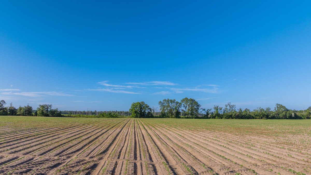 Image for 224+/- Total Acres – The Bowen Farm - Productive Farmland w/ Brick Home, Coastal Hayfields & Large Metal Building