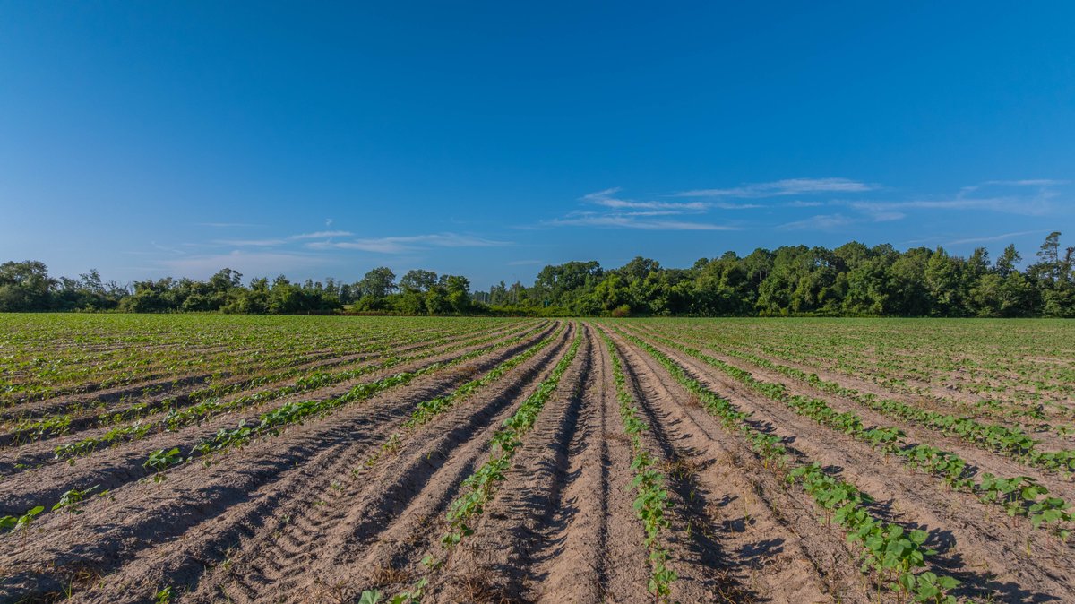 Image for 224+/- Total Acres – The Bowen Farm - Productive Farmland w/ Brick Home, Coastal Hayfields & Large Metal Building