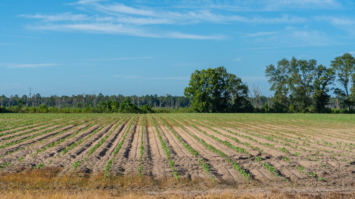 Image for 224+/- Total Acres – The Bowen Farm - Productive Farmland w/ Brick Home, Coastal Hayfields & Large Metal Building