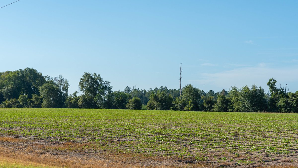 Image for 224+/- Total Acres – The Bowen Farm - Productive Farmland w/ Brick Home, Coastal Hayfields & Large Metal Building