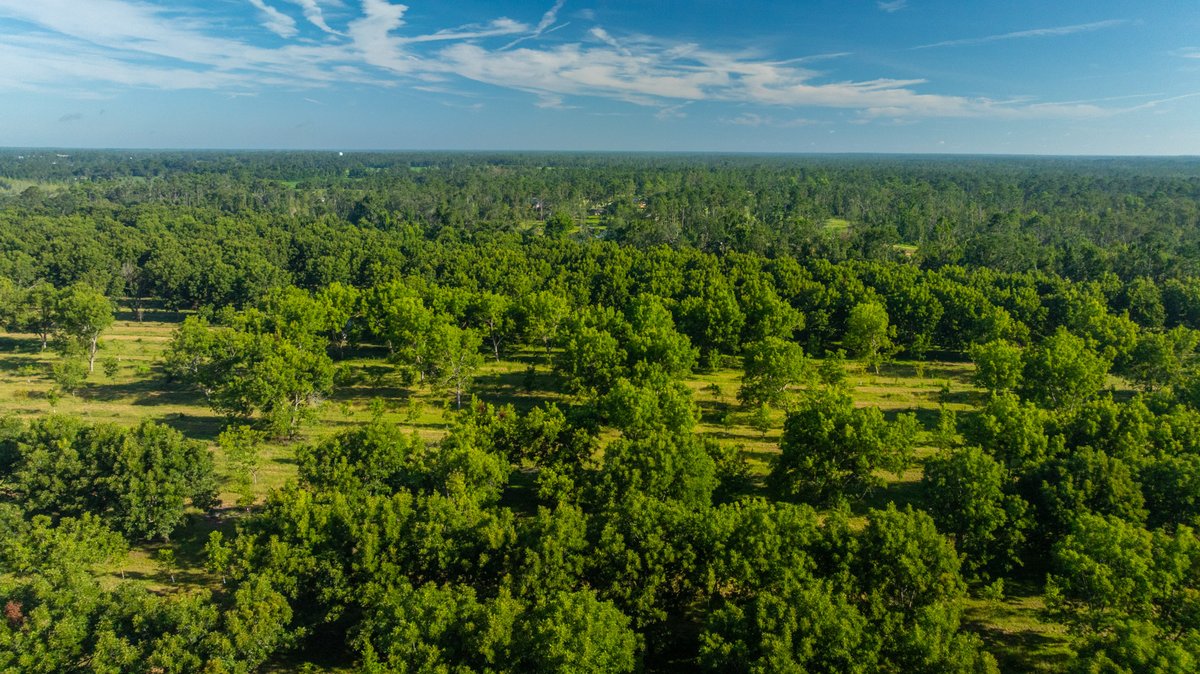 Image for 59± Acres - Owens Orchard - Mini Farm & Estate Potential - Irrigated Pecan Orchard with Wooded Uplands - Strong Investment Appeal