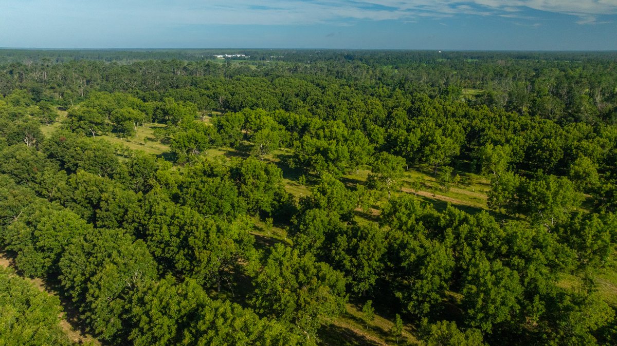 Image for 59± Acres - Owens Orchard - Mini Farm & Estate Potential - Irrigated Pecan Orchard with Wooded Uplands - Strong Investment Appeal