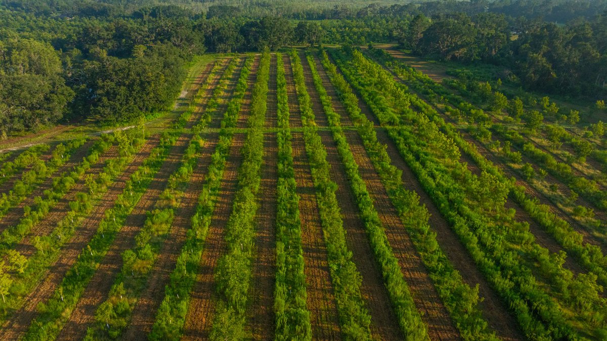 Image for 143± Acres - Darsey Orchard - Surrounded by Residential Growth with Mini-Farm Opportunities - Irrigated Pecan Orchard with Ample Frontage