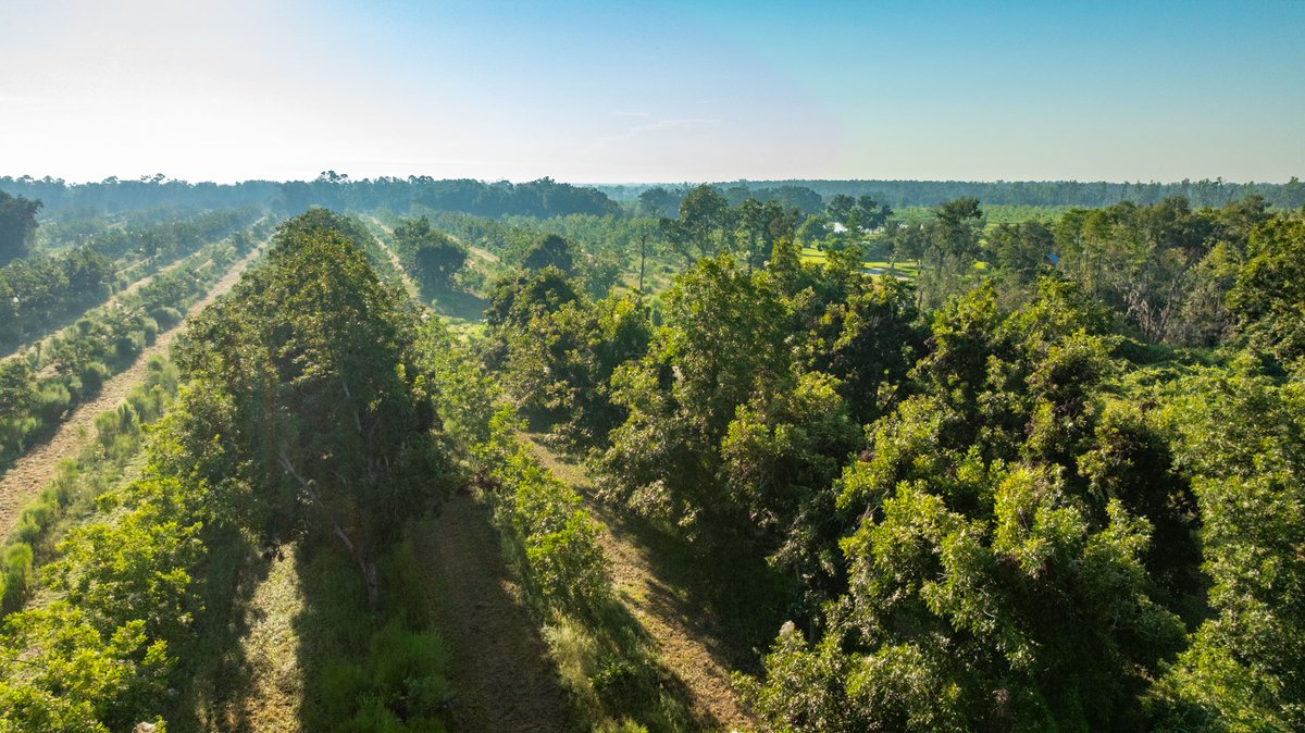Image for 143± Acres - Darsey Orchard - Surrounded by Residential Growth with Mini-Farm Opportunities - Irrigated Pecan Orchard with Ample Frontage