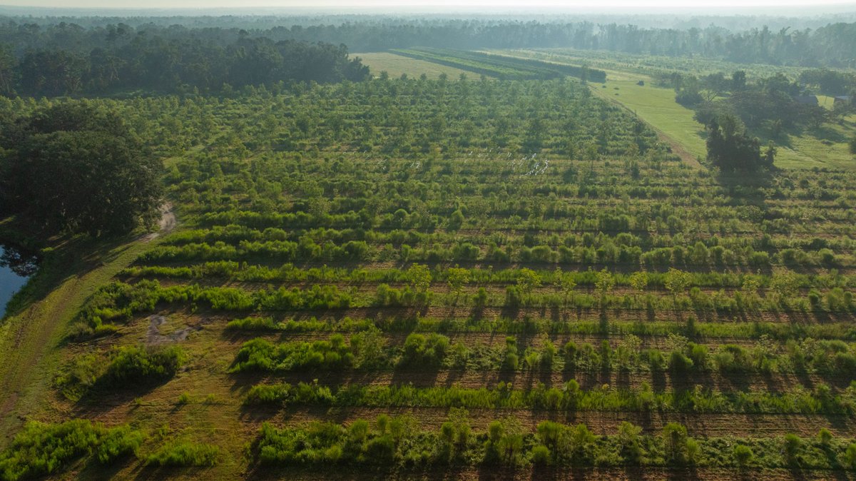 Image for 143± Acres - Darsey Orchard - Surrounded by Residential Growth with Mini-Farm Opportunities - Irrigated Pecan Orchard with Ample Frontage