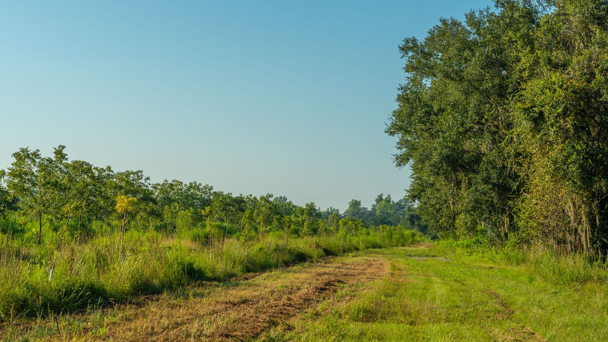 Image for 143± Acres - Darsey Orchard - Surrounded by Residential Growth with Mini-Farm Opportunities - Irrigated Pecan Orchard with Ample Frontage
