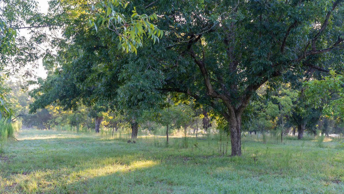 Image for 163± Acres - Chason Orchard - Ideal for Residential Homesites, Estate Lots & Expansion Opportunities - Irrigated Orchard with Home, Ample Frontage & Wooded Tracts